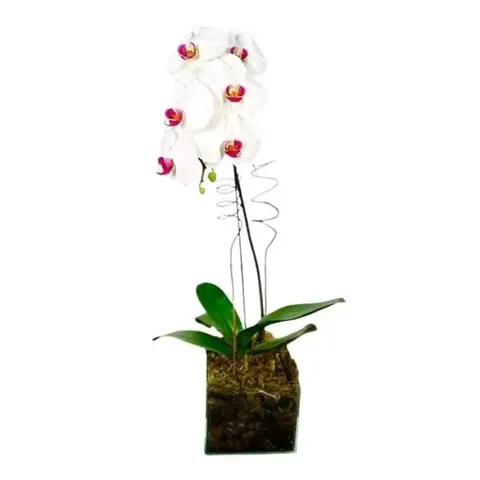 Orquídea Branca Cascata No Cachepô