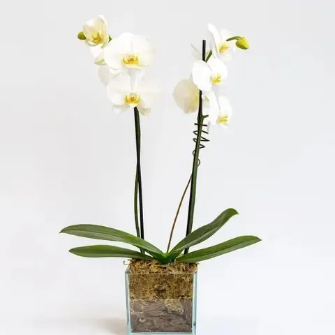 Orquídea Duas Hastes Branca No Cachepô