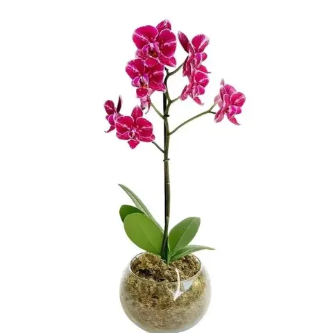 Mini Orquídea Rosa No Cachepô