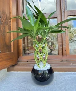 Bambu da Sorte 8 Hastes