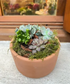 Mini jardim de Suculentas